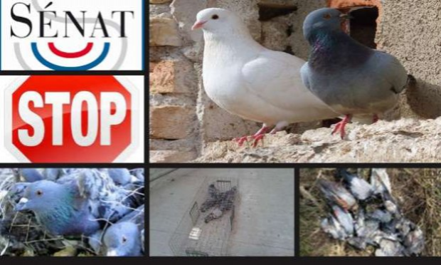 Petition : STOP à la capture des pigeons prévue pour 2020 à Salon de Provence dans le département des Bouches du Rhône