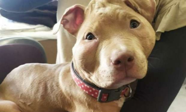 Petition : Justice pour Hope, 4 mois , victime d'actes de Barbarie