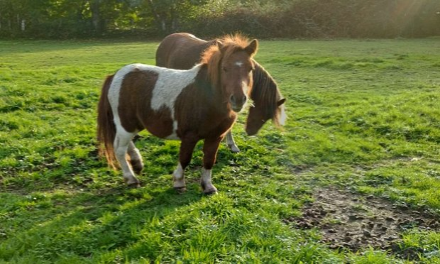 Petition : Aidez-moi à rendre accessible le chemin de mon refuge pour animaux SVP !