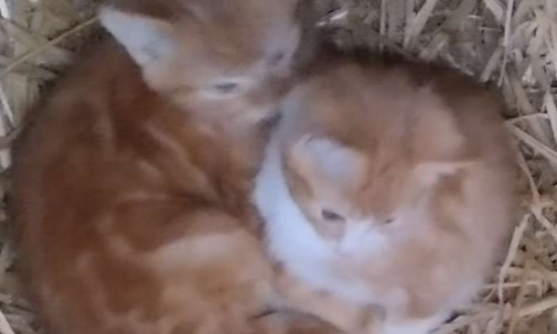 Petition : Aidez-moi à rendre accessible le chemin de mon refuge pour animaux SVP !