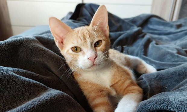 Petition : Justice pour mon bébé chat de 8 mois victime de cruauté gratuite !