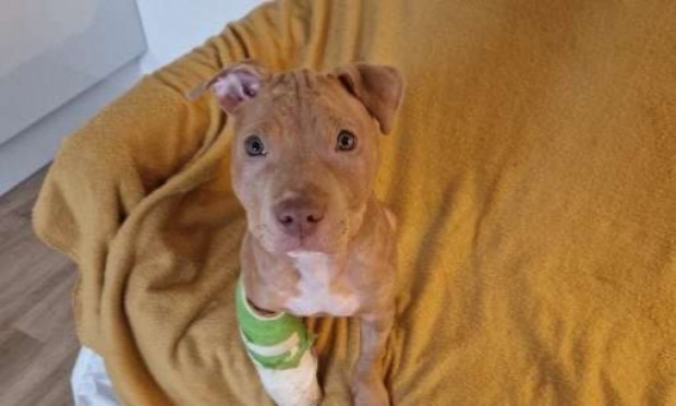 Petition : Justice pour Hope, 4 mois , victime d'actes de Barbarie