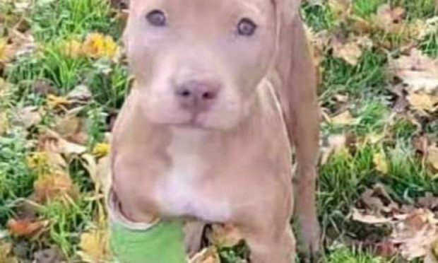 Petition : Pour une condamnation exemplaire de Rop et Rocka FrenchRapQueen, tortionnaires du chiot de 4 mois !