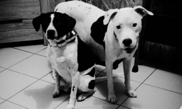 Petition : Pour la mise en place d'un certificat d'aptitude pour l'adoption d'animaux