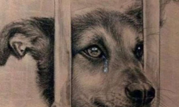 Petition : Stop aux salons du chiot !