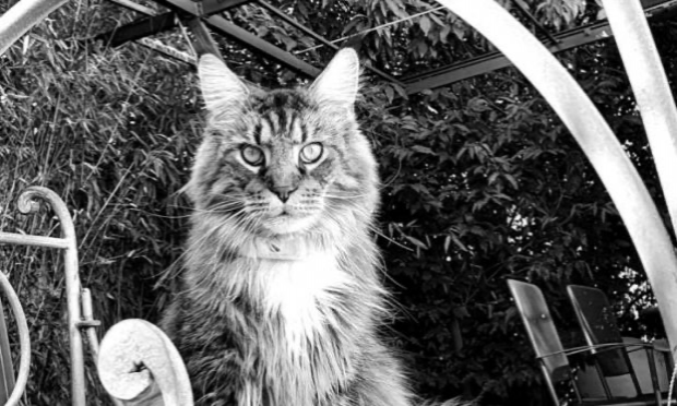 Petition : Peine exemplaire pour le Serial tueur de chats de Reyrieux (Ain)