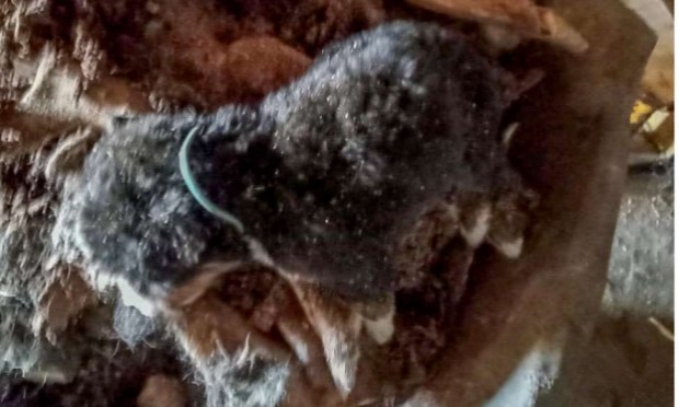 Petition : Urgent : Sauvons les animaux de l'élevage de Saint Christo en Jarez !