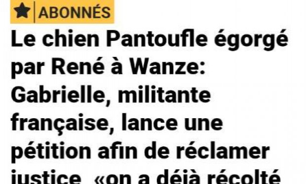 Petition : Justice exemplaire pour Pantoufle, bichon égorgé par un septuagénaire