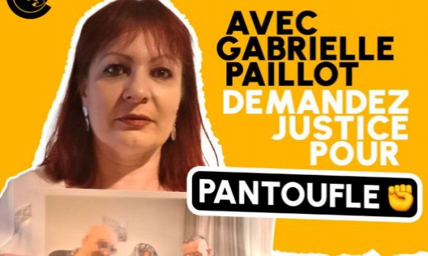 Petition : Justice exemplaire pour Pantoufle, bichon égorgé par un septuagénaire