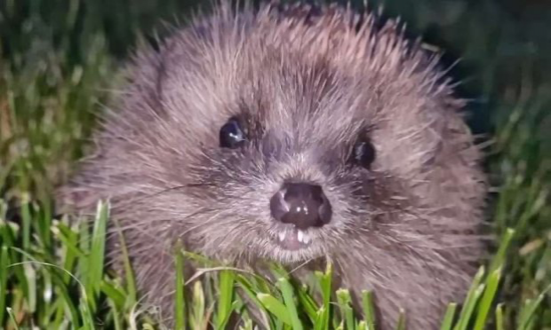 Petition : SAUVONS LE BOIS DE VINCENNES !