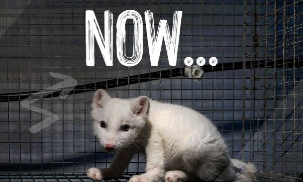 Petition : Interdiction des ventes de fourrures animales à Paris