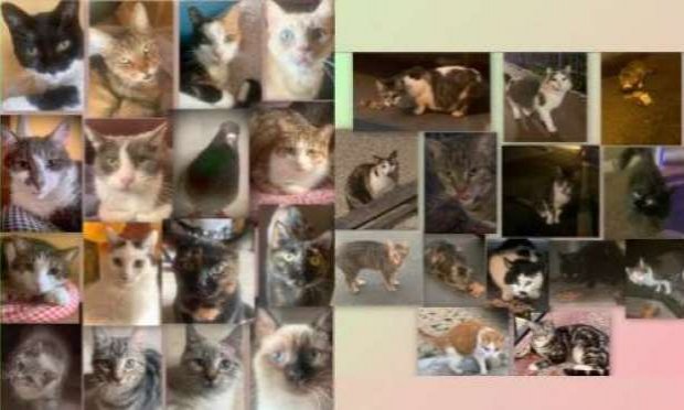 Petition : Pitié pour les chats !