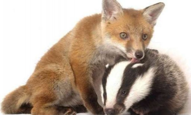 Petition : En marche vers une évolution radicale des droits des animaux en France