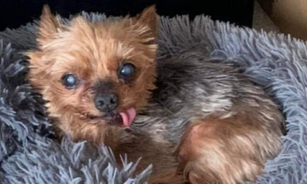 Petition : Justice pour mon petit york tué par un autre chien !