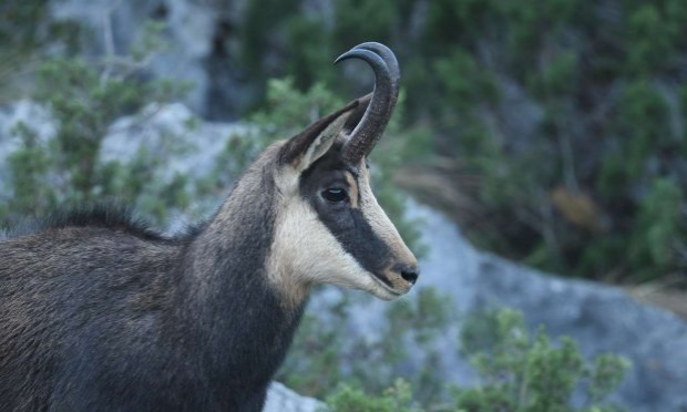 Petition : Non à la chasse aux chamois dans le Luberon !!!