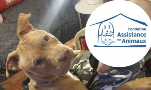 Petition : Pour une condamnation exemplaire de Rop et Rocka FrenchRapQueen, tortionnaires du chiot de 4 mois !