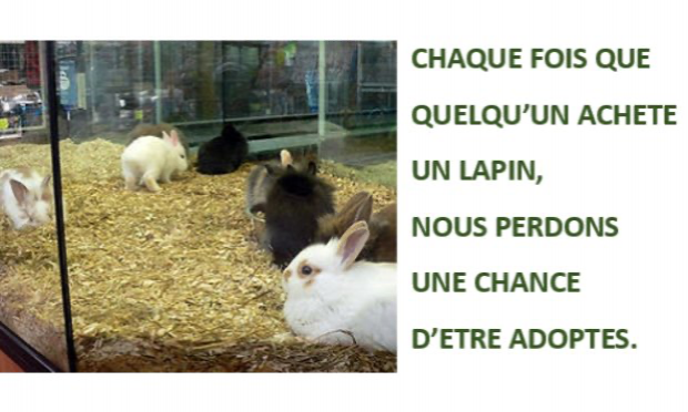 Petition : INTERDIRE LA VENTE D’ANIMAUX CHEZ NOA ANIMALERIE