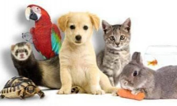 Petition : Oui à la fin des usines à chiots, chats et autres animaux à plumes ou à poils, non au décret de la Ministre Tellier qui tue l'élevage en Wallonie.