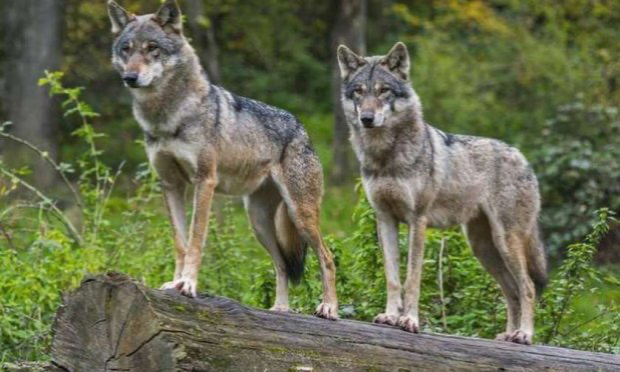 Petition : Pour l'annulation de la dérogation d'abattage des loups en France !