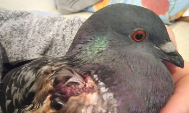 Petition : Justice pour Katja agressée et handicapée