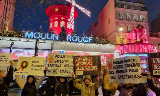 Petition : Moulin Rouge : Cessez d'exploiter des animaux pour vos spectacles