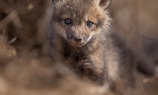 Petition : STOP à la vénerie sous terre : renards, blaireaux, ragondins !