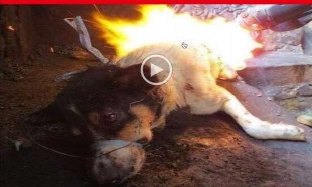 Petition : Let's continue the fight against massacres, tortures and the misery of stray animals in Morocco!