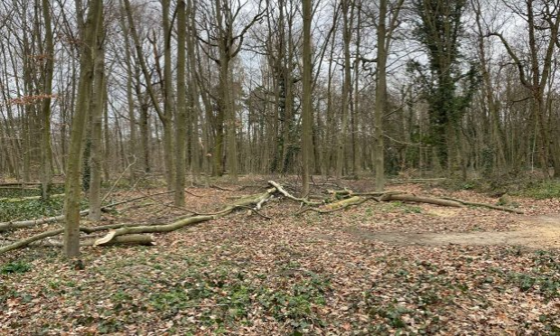 Petition : SAUVONS LE BOIS DE VINCENNES !