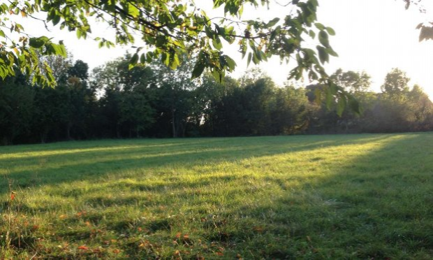 Petition : Stop au massacre des arbres et des sols au Pays Sabolien