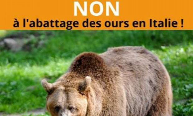 Petition : Non à l'abattage des ours en Italie !