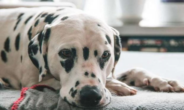 Petition : Pour que les actes de cruauté envers les animaux soient considérés comme un crime