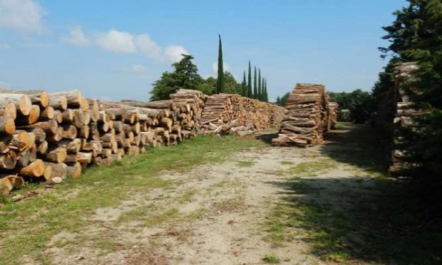 Petition : Halte à la destruction systématique de nos forêts alluviales