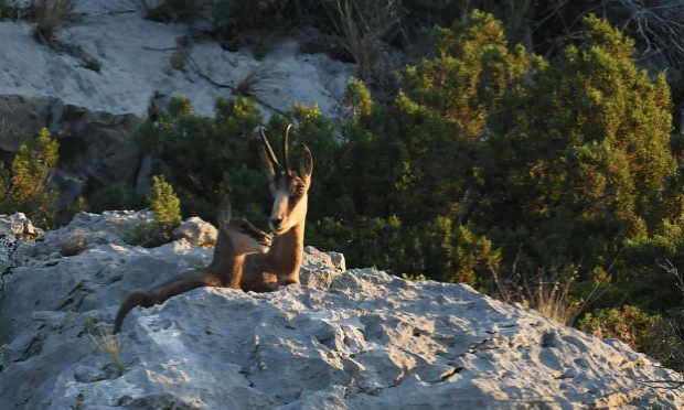 Petition : Non à la chasse aux chamois dans le Luberon !!!