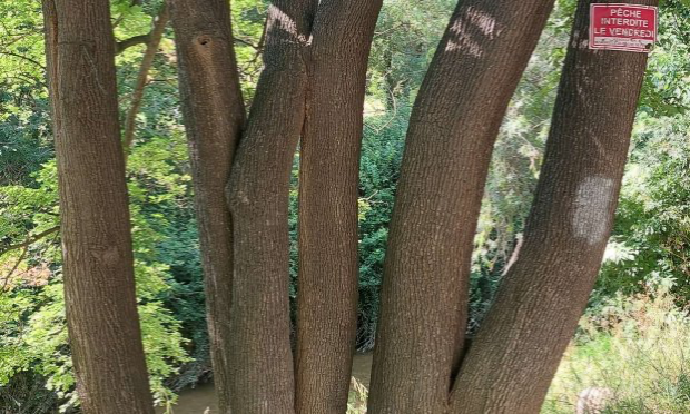 Petition : Non à l'abattage de 234 arbres au cœur d'Aubagne !