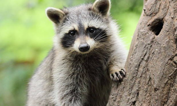Petition : STOP au massacre des ratons laveurs dans l'Aisne et ailleurs, OUI à la stérilisation !