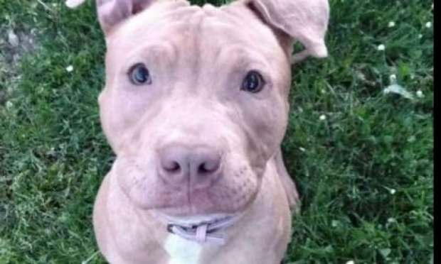 Petition : Justice pour Hope, 4 mois , victime d'actes de Barbarie