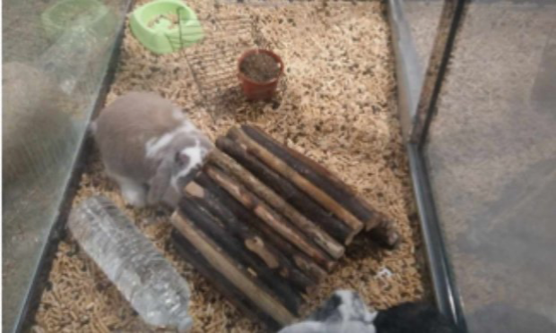 Petition : INTERDIRE LA VENTE D’ANIMAUX CHEZ NOA ANIMALERIE