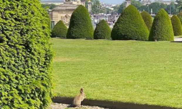 Petition : Non au tir sur les lapins à Paris Invalides , dans le 92, le 94 , le 93