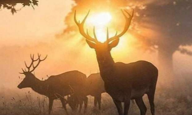 Petition : Pour l'abolition de la chasse à courre