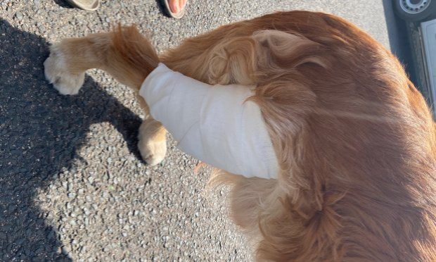 Petition : Mettons un terme au fléau des épillets pour nos chiens !