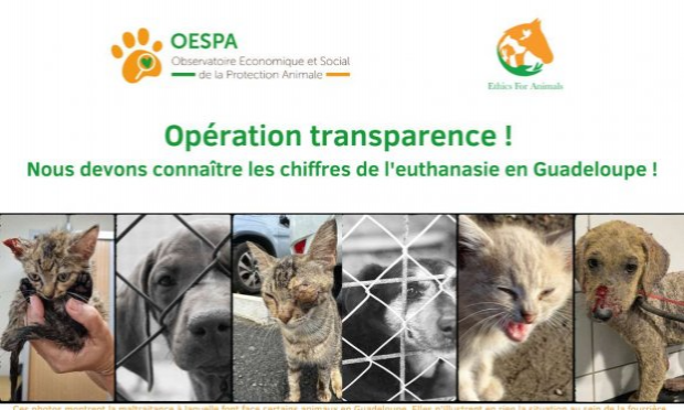 Petition : Article 3bis de la PPL Animaux : le cri d'alerte des refuges !