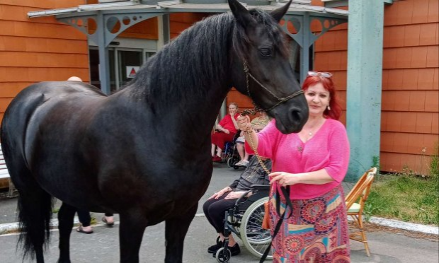 Petition : Pour que le cheval obtienne le statut d'animal de compagnie et par conséquent ne soit plus destiné aux abattoirs.