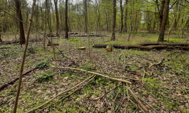Petition : SAUVONS LE BOIS DE VINCENNES !