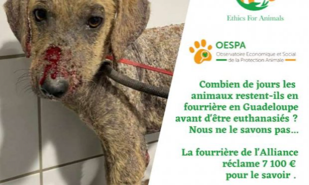 Petition : Fourrière de Guadeloupe : « nous exigeons de la transparence sur les euthanasies ! »