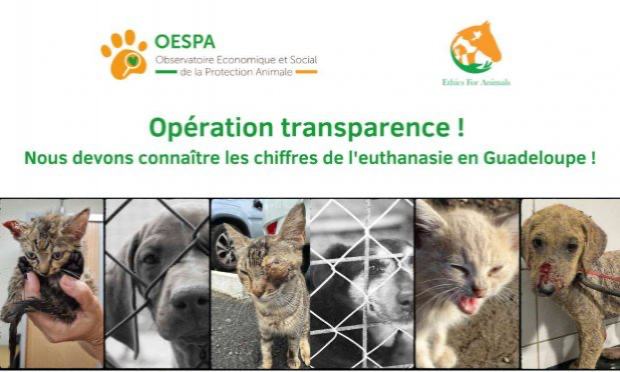 Petition : COVID-19 : LE GOUVERNEMENT DOIT ENTENDRE LES DEMANDES DES ASSOCIATIONS DE PROTECTION ANIMALE !