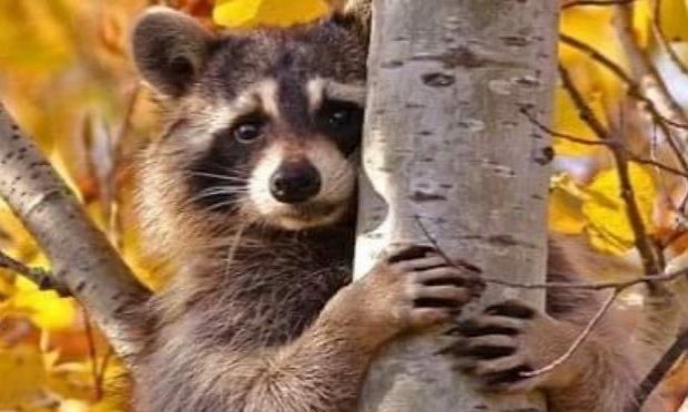 Petition : STOP au massacre des ratons laveurs dans l'Aisne et ailleurs, OUI à la stérilisation !