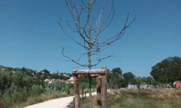 Petition : Non à l'abattage de 234 arbres au cœur d'Aubagne !