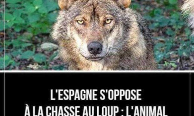 Petition : Pour l'annulation de la dérogation d'abattage des loups en France !