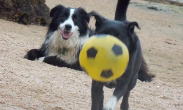 Petition : Moins d'interdits pour nos amis les chiens sur les plages de la Côte de Granit Rose !