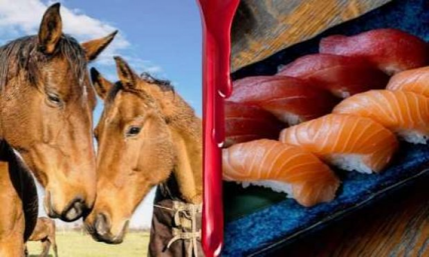 Petition : Urgence animale : STOP à l'exportation des chevaux vers le Japon